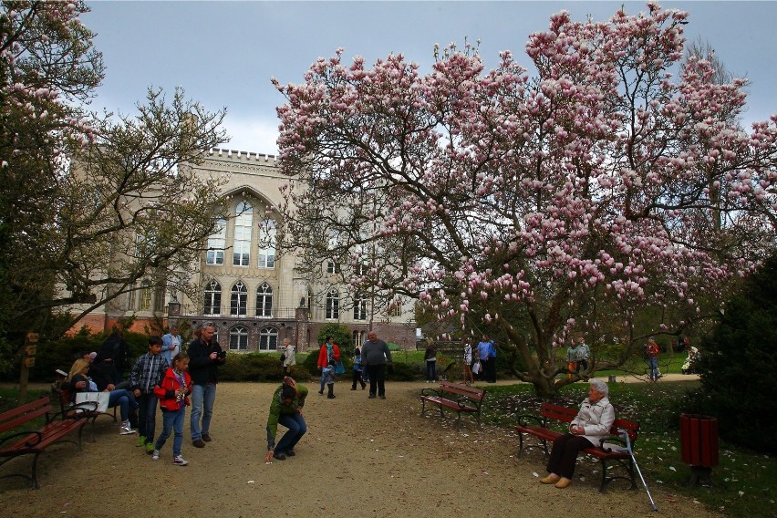 Już niedługo w Arboretum Kórnickim zakwitną magnolie.