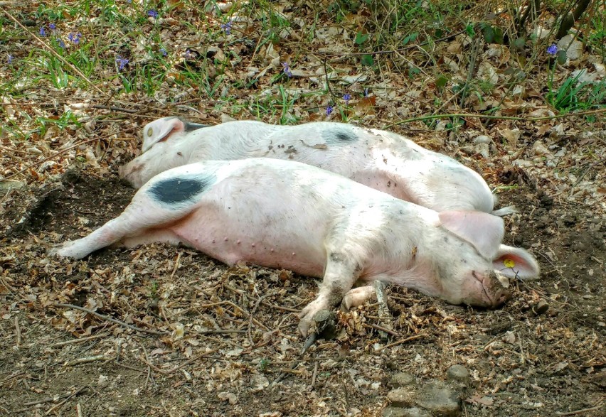 - W związku z wystąpieniem choroby zostanie wydane stosowne...