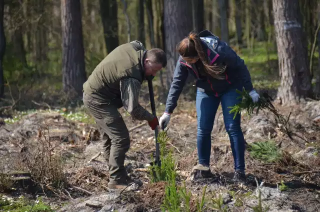 "Lasy Pełne Energii" znowu zazielenią Polskę! Grupa PGE rusza z 23. edycją inicjatywy