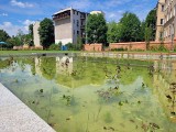 Kraków. W parku przy Karmelickiej woda zaszczepiona, by była jak w naturalnym jeziorze