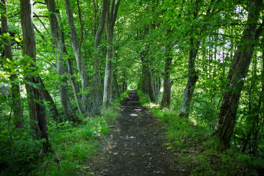 Województwo lubelskie ma nowy zabytek. To malowniczy park w Leśnej Podlaskiej [GALERIA]