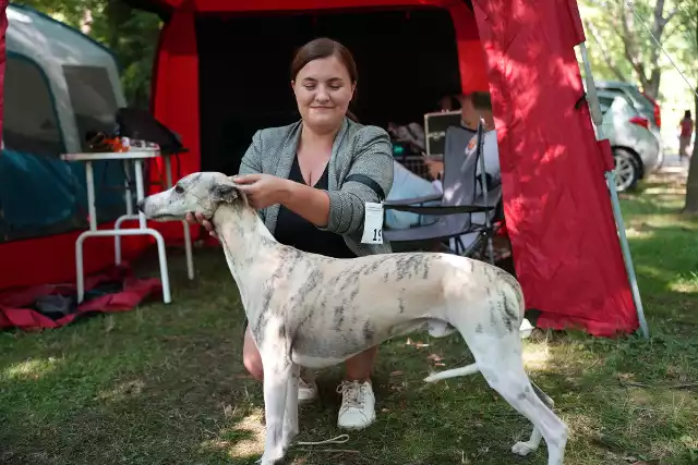 Wystawa psów myśliwskich w Iłowej