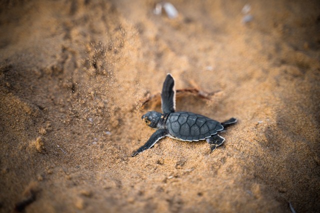 WWF twierdzi, że do 2050 r. ilość plastiku w oceanach na świecie przeważy nad rybami. Już teraz połowa żółwi morskich ma w żołądkach plastik. Na szczęście znalezionego żółwia udało się uratować.