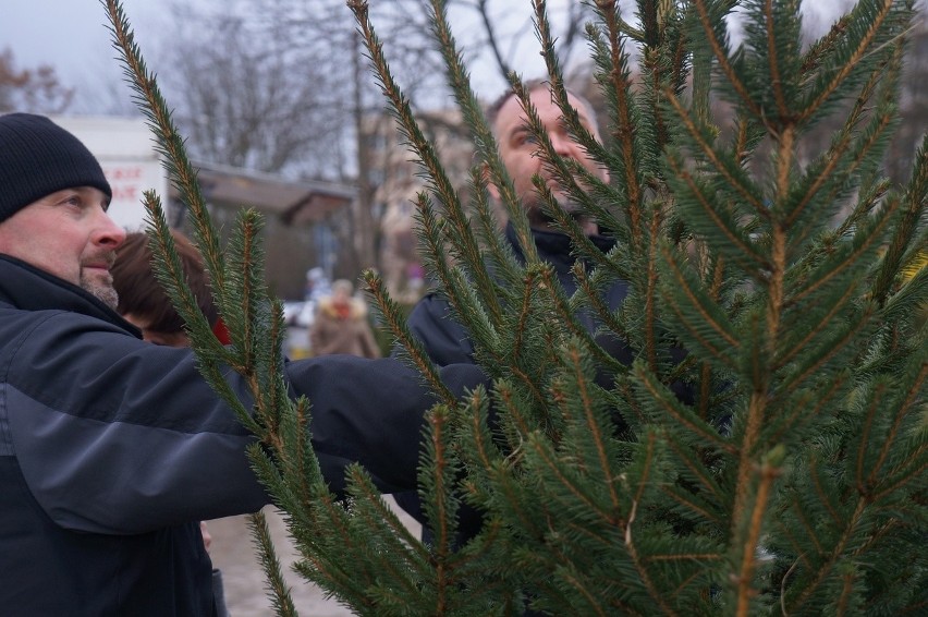Osiedle Piasta. Drzewka na Boże Narodzenie czekają (zdjęcia, wideo)