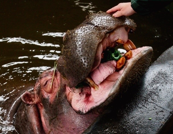 Hipopotamica Hamba od 45 lat jest wierna swojemu Hipolitowi