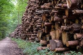 Kujawsko-Pomorskie. Kradną drewno z lasów i wpadają "na gorącym". To strach przed drogą zimą?