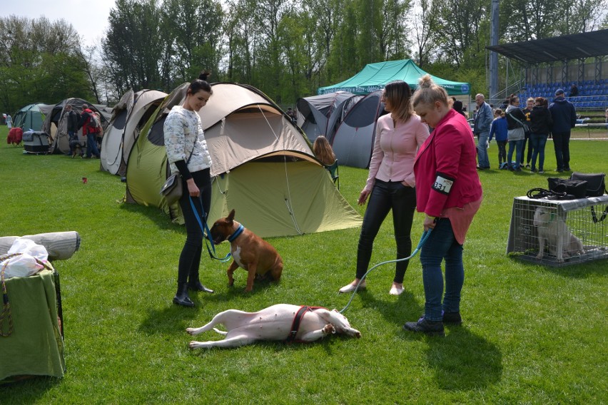 Tłumy na wystawie psów w Rybniku-Kamieniu GALERIA