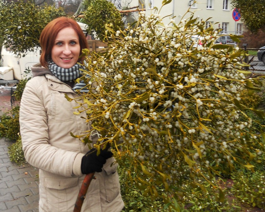 Wyjątkowa roślina na Boże Narodzenie. Jemioła: magia i biznes. Warto ją mieć na święta w mieszkaniu