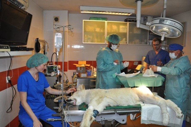 Pierwsza w Polsce ortopedyczna operacja złamanej kości tylnej łapy białego lwa, przeprowadzona w klinice weterynaryjnej przy ul. Rzgowskiej przez dr. Mariusza Cicheckiego i dr. Igora Bissenika w asyście lekarza weterynarii Łukasza Rawickiego, trwała 2,5 godziny i zakończyła się sukcesem.