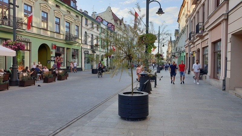 Wierzby purpurowe na ul. Piotrkowskiej.