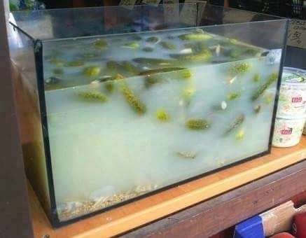 "Babcia's Aquarium"

[PL] Akwarium Babci.