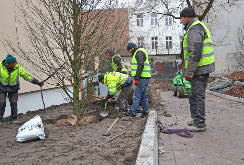 Sadzą drzewa i krzewy, a to znak, że remont ulicy Legionów jest już na finiszu. W marcu powinien pojechać tramwaj