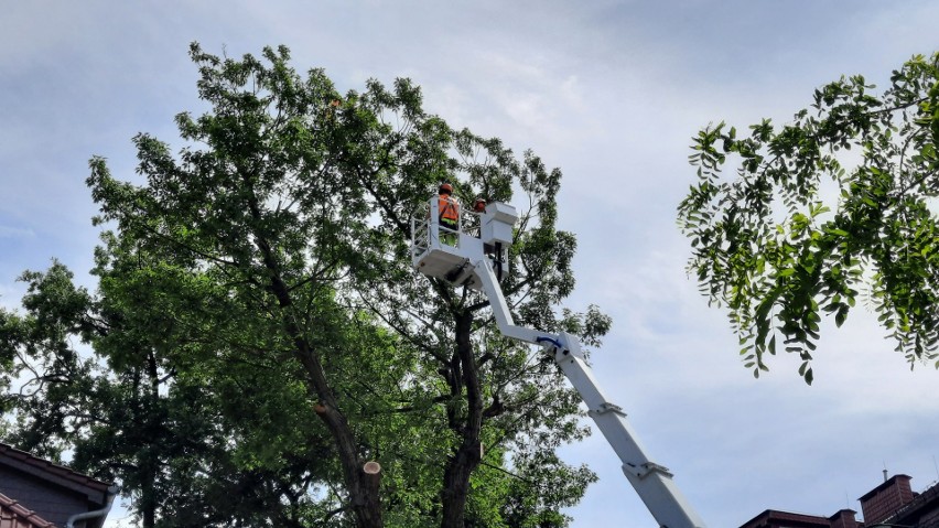 Opole. Wycinka drzew na Pasiece. Pod topór rośliny przy...