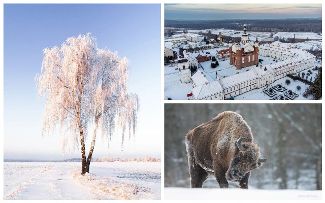 Bajeczna zima w Podlaskiem. Dzika natura spowita w zimowym krajobrazie robi wrażenie.