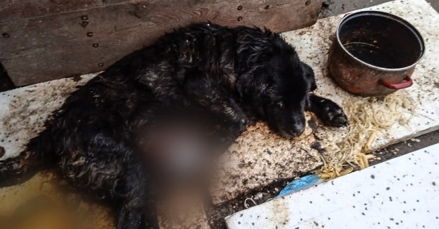 Policjanci i służby ratowały umierającego labradora w gminie Stegna