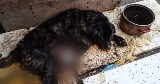 Policjanci i służby ratowały umierającego labradora w gminie Stegna. Właściciel psa: "nic się nie stało". Odpowie za znęcanie