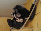 W zoo w Opolu urodził się kolejny gibbon białoręki