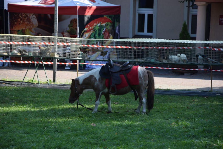 Zwierzęta na Krajowej Wystawie Rolniczej