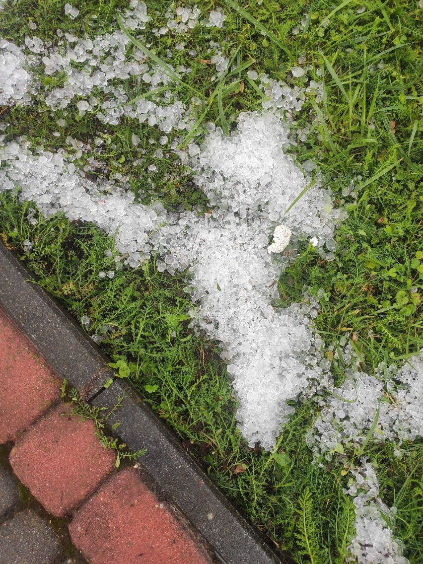 Potężna nawałnica i grad nad gminą Szydłów. Wielkie zniszczenia w sadach śliwkowych, brzoskwiniowych i na plantacjach borówki (ZDJĘCIA)