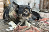 Brudne i niedożywione psy zostały odebrane właścicielom. Interweniowali sulęcińscy policjanci i gorzowski Animals