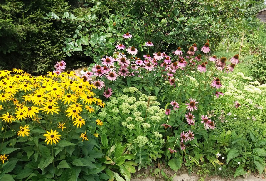 Rudbekie pięknie prezentują się w kompozycji z jeżówkami i...