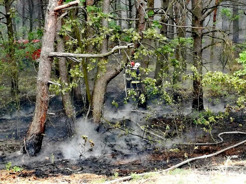 Gmina Magnuszew. Palił się spory fragment lasu, strażacy w akcji