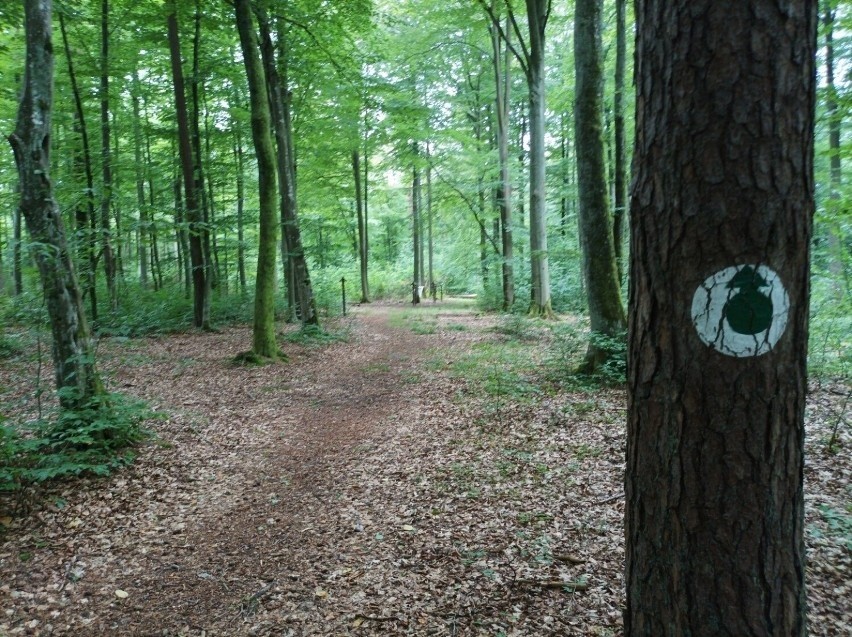 Leśny spacer z zagadkami w Wejherowie. Zobaczcie, jak wygląda spacer w Nadleśnictwie Wejherowo