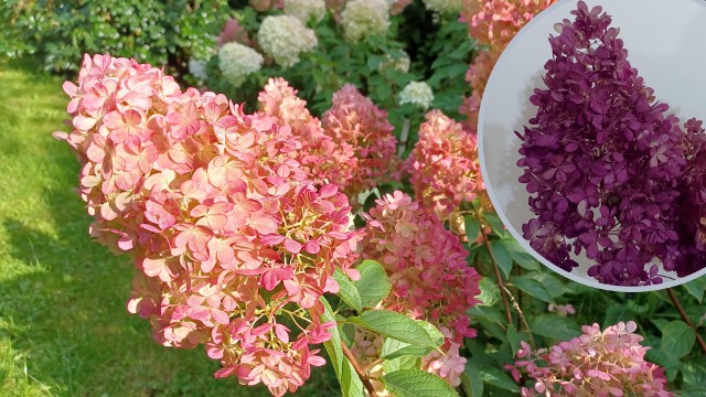 Kwiaty hortensji świetnie nadają się do suszenia. Bardzo dobrze zachowują kształt i kolor.