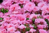 Zasadzą aż 4 tysiące róż! W wielkopolskim mieście powstanie kolejny ekologiczny korytarz