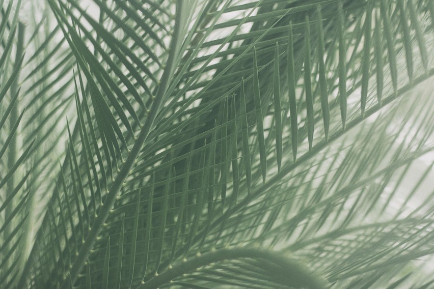 Palma bambusowa to dość dorodny okaz, ale za to nie jest...