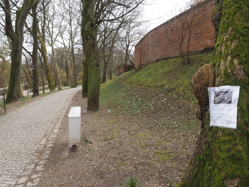 Koronawirus: Koszalińska policja kieruje wnioski do sądu za łamanie zasad walki z pandemią