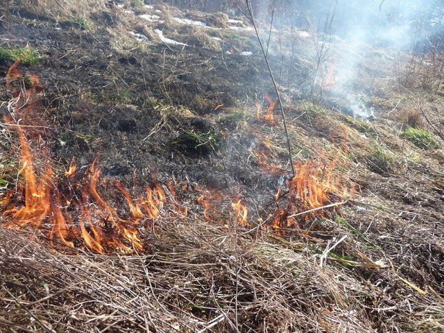 Paliły się trawy w okolicy ul. Buczka w Lęborku.