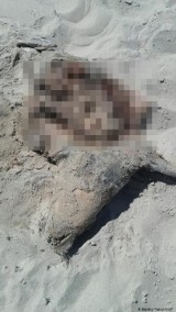 Kolejna martwa foka w powiecie puckim . Jej ciało znaleziono na plaży w Jastrzębiej Górze. Miała rozcięty brzuch