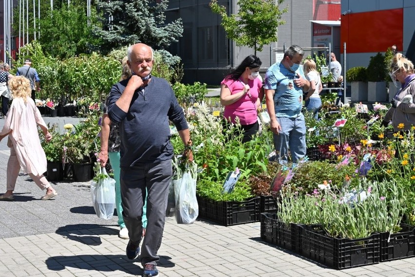Wielkie zainteresowanie Letnim Kiermaszem w Targach Kielce. Kielczanie ruszyli po rośliny ogrodowe (WIDEO, zdjęcia)