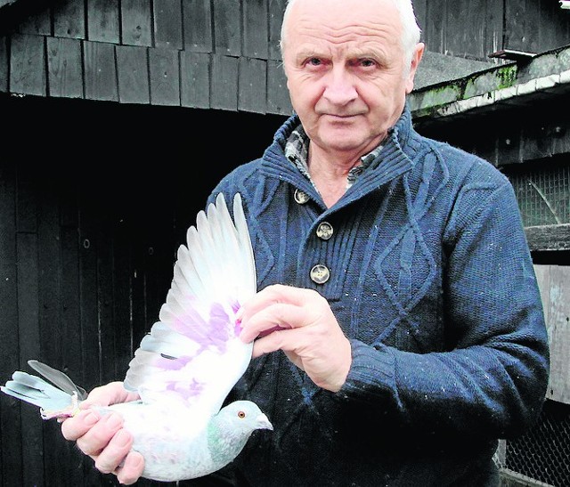 Jan Matys: - Jedną z metod na odstraszanie drapieżników jest malowanie skrzydeł i brzucha gołębi specjalną farbą.