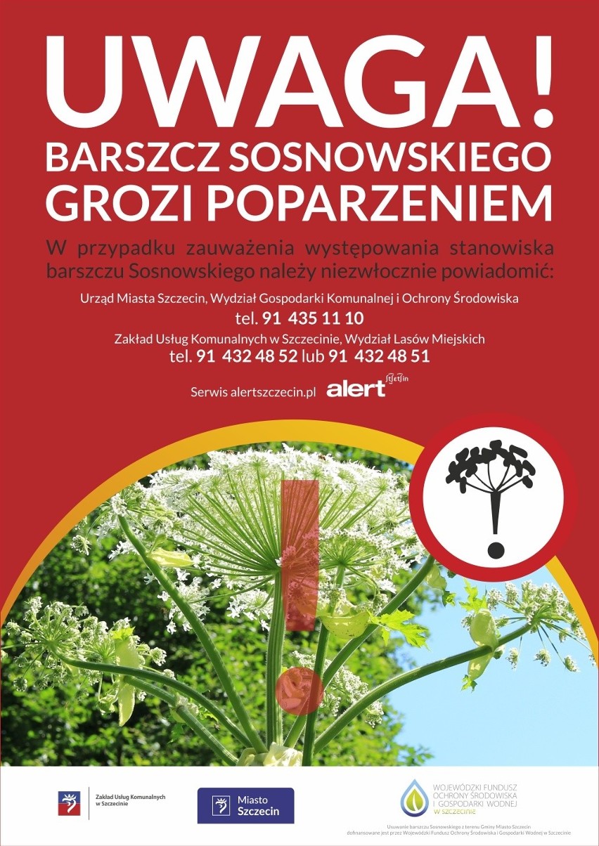 Gdzie rośnie barszcz Sosnowskiego w Szczecinie? Można zgłaszać miejsca