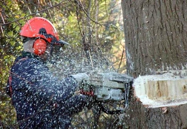 Aeroklub Białostocki. Były dyrektor skazany za nielegalną wycinkę lasu