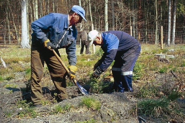 Sadzenie lasu to jedno z zadań leśników