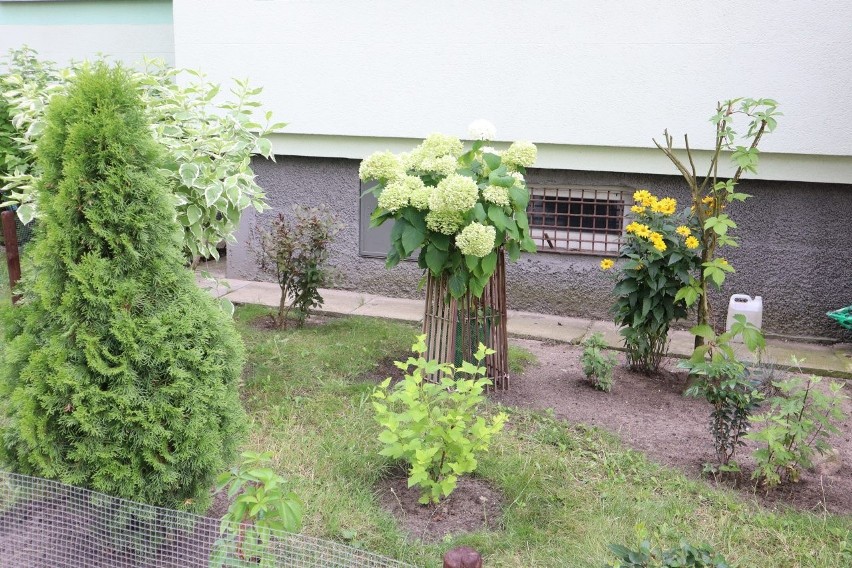 93-letnia mieszkanka Retkini urządziła przed blokiem niecodzienny ogródek. Zobacz, ile roślin nasadziła 