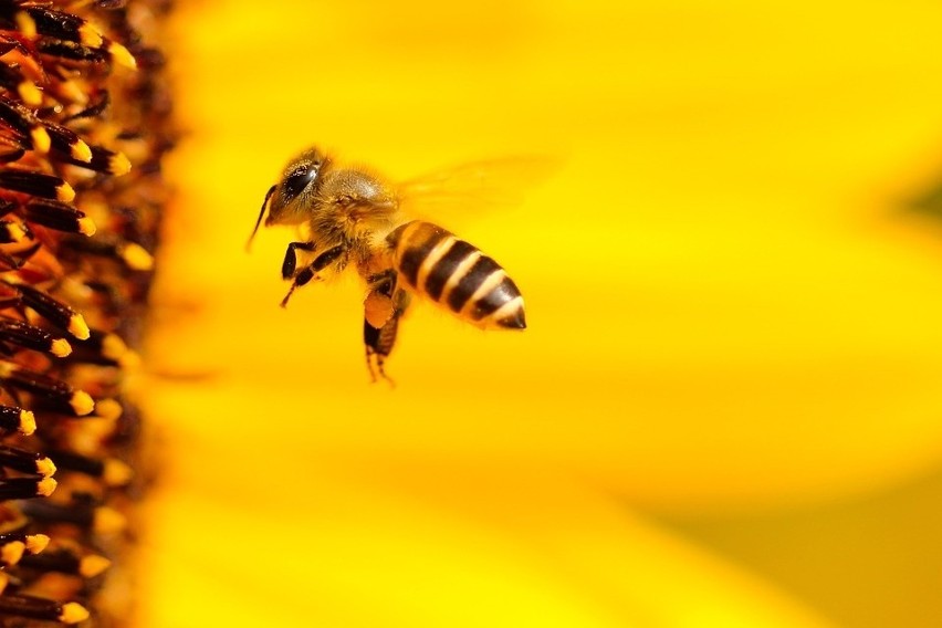 Aktualnie pszczoły przygotowują się do sezonu zimowego –...
