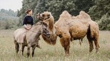 Uwaga. Zaginęła wielbłądzica. Być może błąka się po powiecie starachowickim