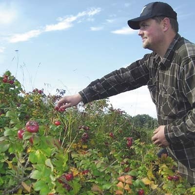 Tomasz Bilmin z Łosośny koło Kuźnicy należy do nielicznych polskich właścicieli plantacji dzikiej róży