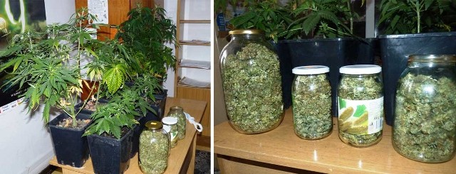 W mieszkaniu policja znalazła 10 krzaków marihuany.