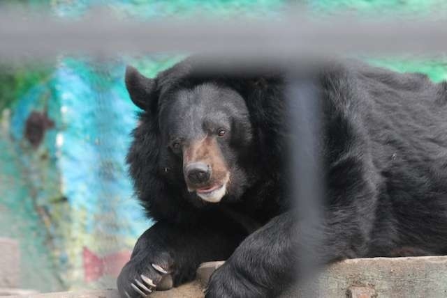 Miś Nufi był atrakcją Ogrodu Zoobotanicznego w Toruniu