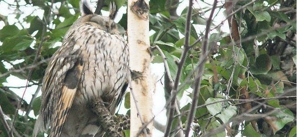 Na zdjęciu jedna z pięciu sów uszatych, które pojawiły się na cmentarzu w Mątwach