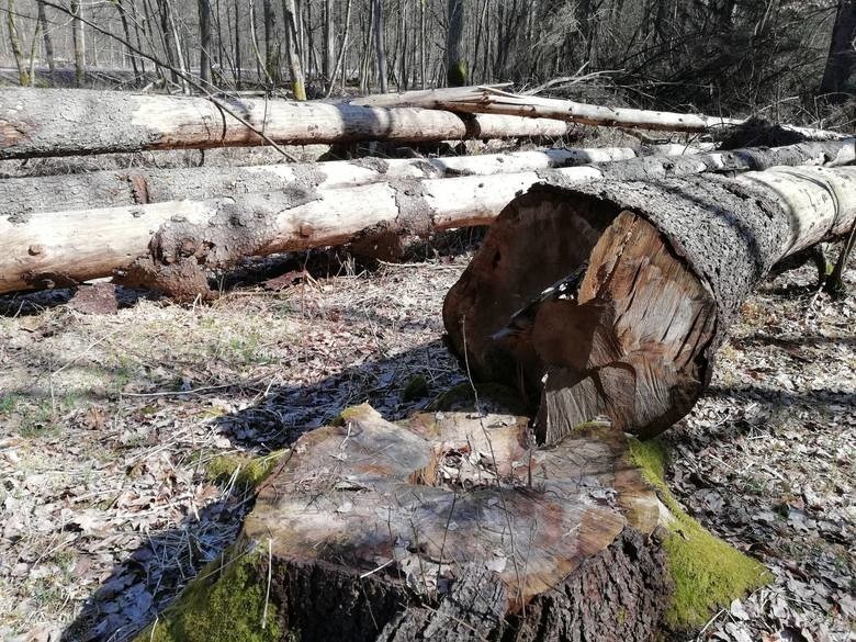 Wywożą stuletnie drzewa z Puszczy Białowieskiej