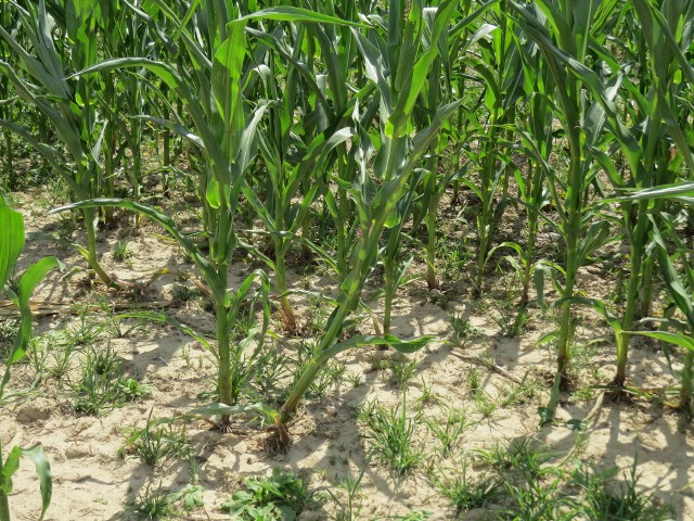 Braki wody sprawiają, że kukurydza słabo rośnie, kolby są rzadsze i mniejsze.
