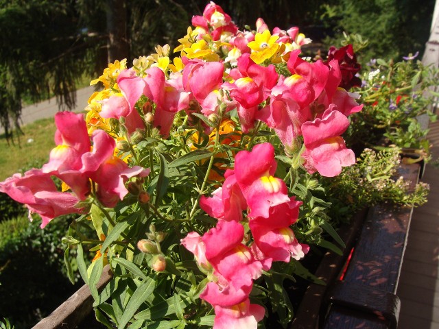 Wiele ogrodowych kwiatów ma niskie odmiany, które z powodzeniem można uprawiać na balkonach. Należą do nich np. lwie paszcze (wyżlin większy).