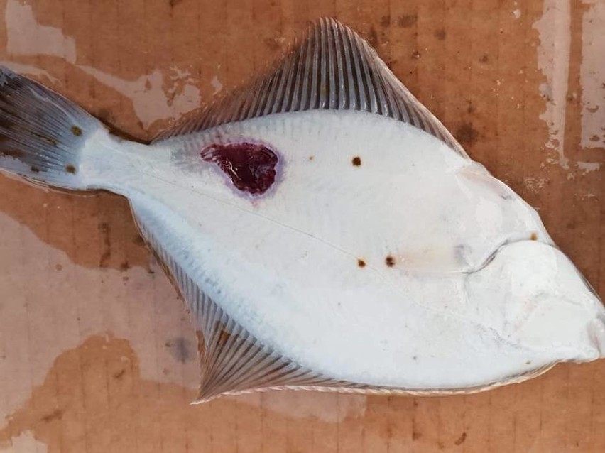 Coś złego dzieje się z rybami w Zatoce Puckiej - alarmują...