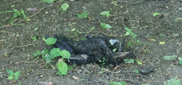 Martwego gawrona znaleźliśmy między innymi w parku, obok alejki od strony ulicy Jana Pawła II w Kielcach.